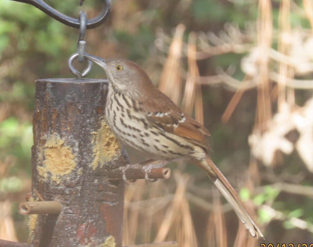 Тремблер прямодзьобий - ML647833344