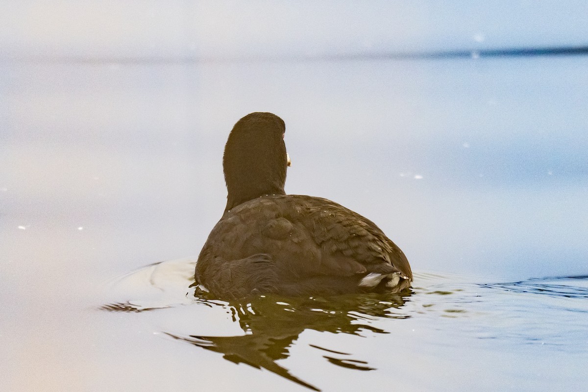 אגמית אמריקנית - ML647833357