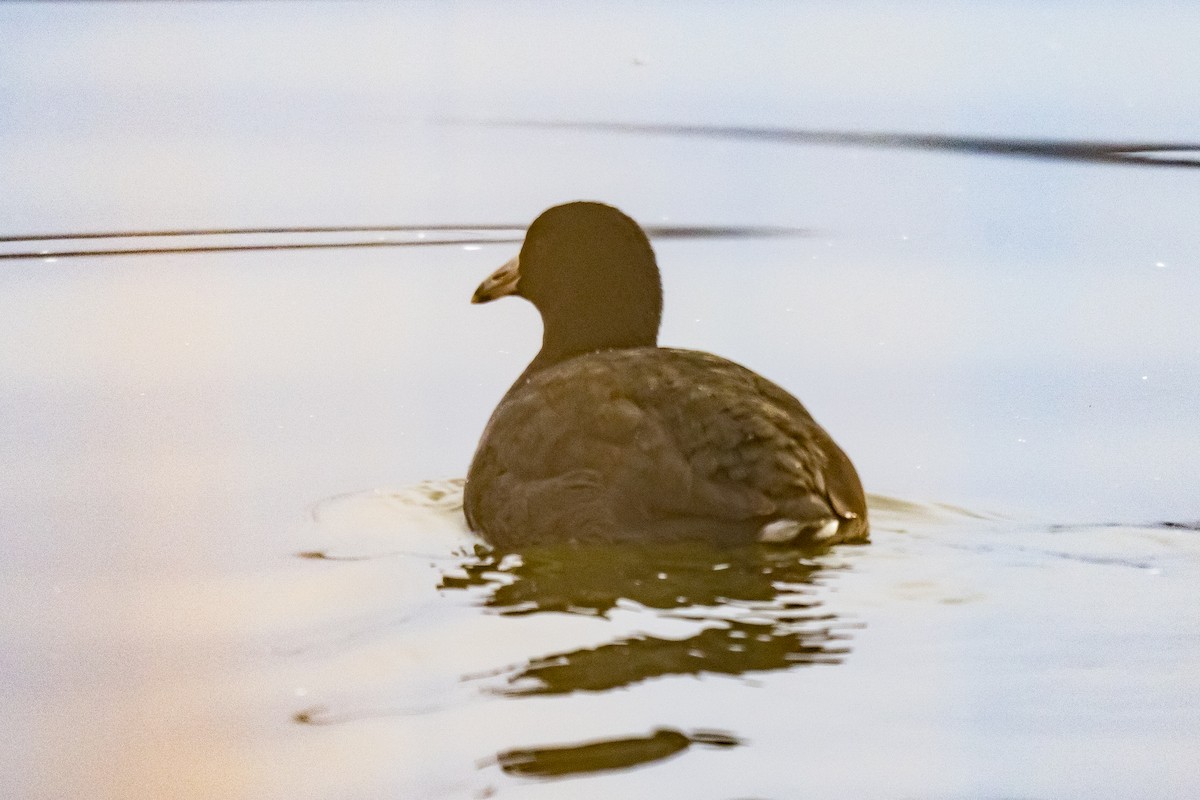 אגמית אמריקנית - ML647833358