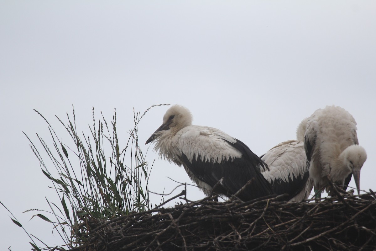 White Stork - ML647833409