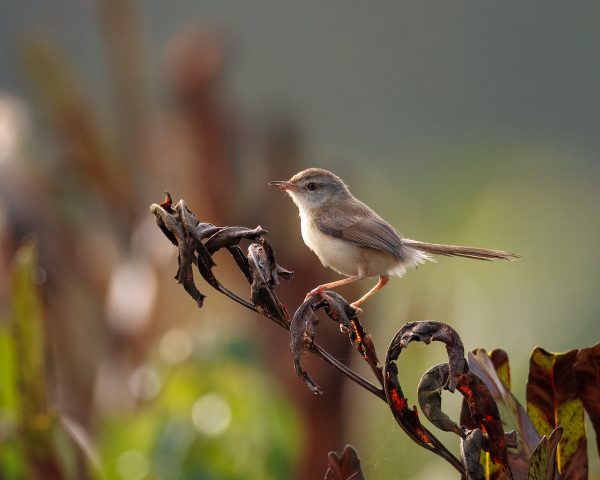 Prinia Sencilla - ML647833412