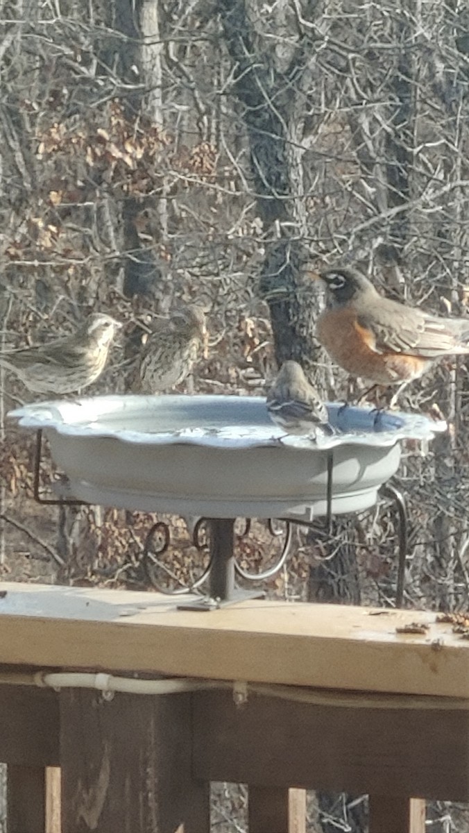 Wanderdrossel - ML647833419