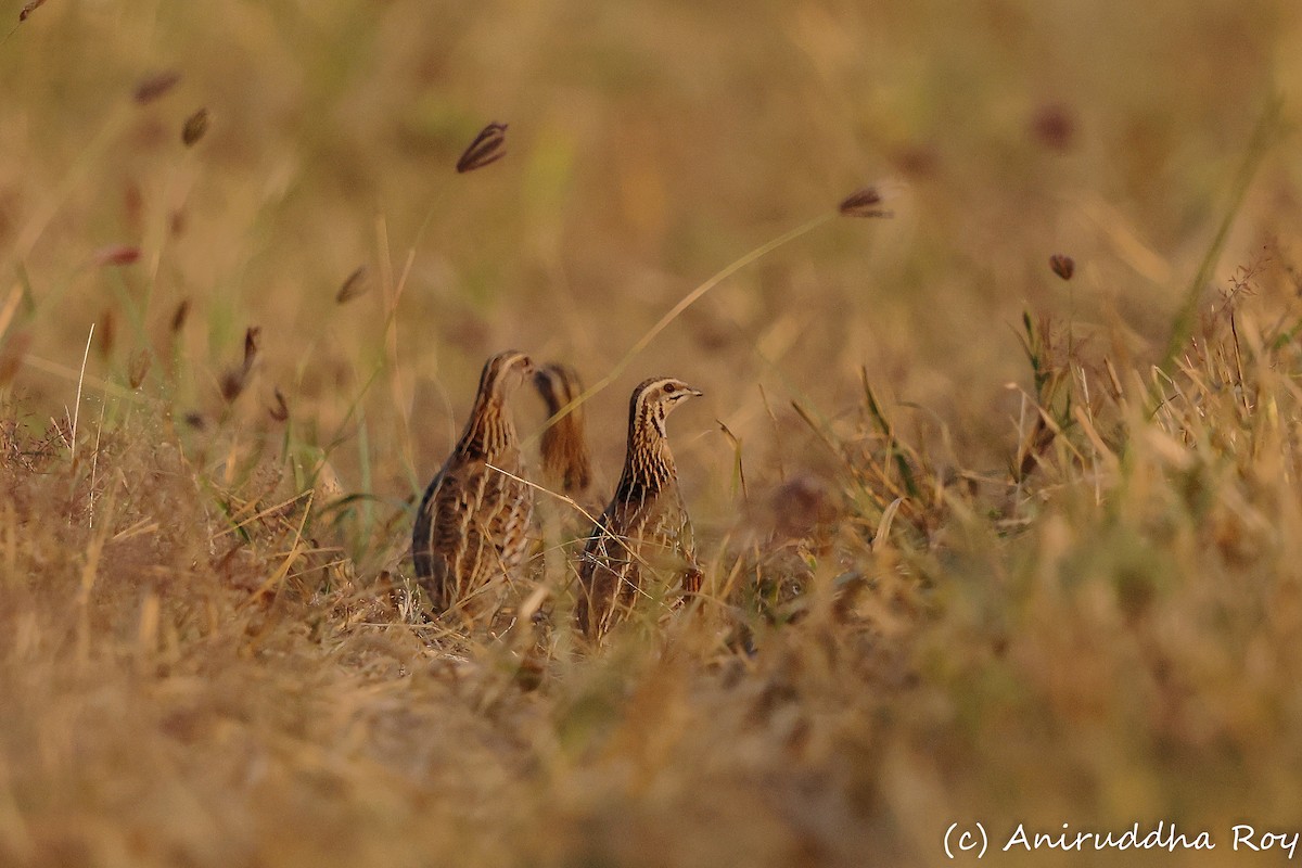 Bıldırcın - ML647833439