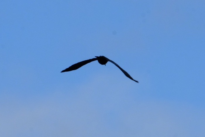 Corvo imperiale - ML647833444