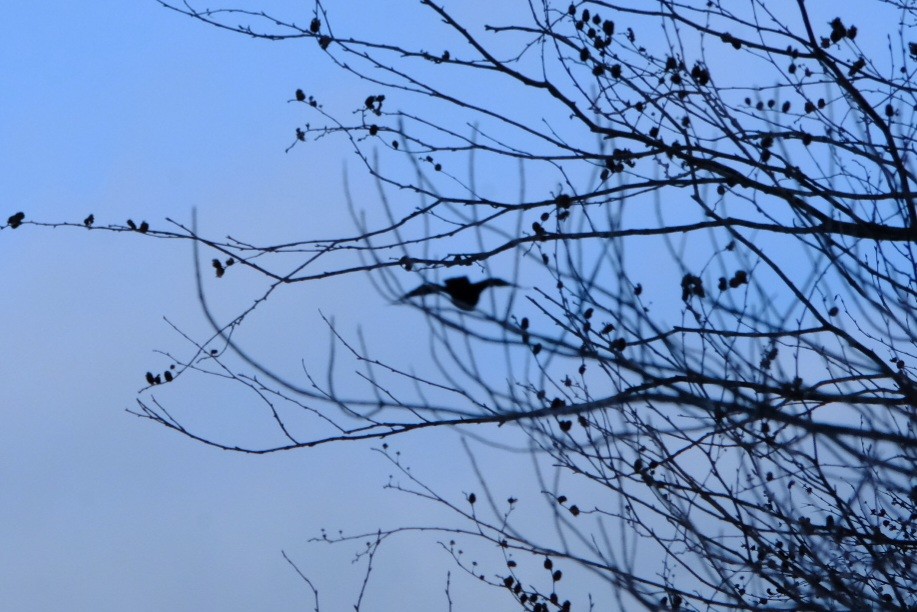 Corvo imperiale - ML647833446