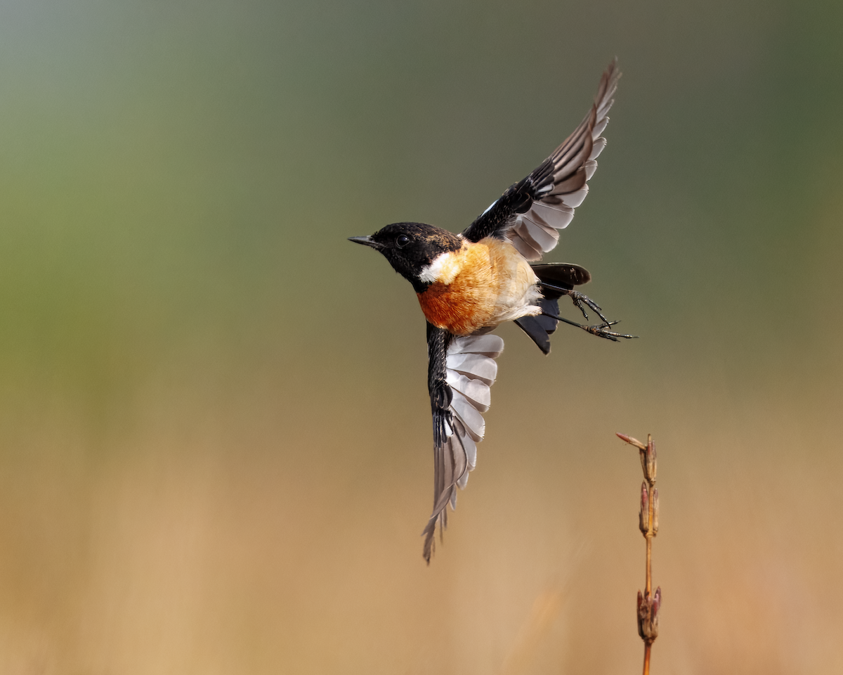 bramborníček sibiřský - ML647833469