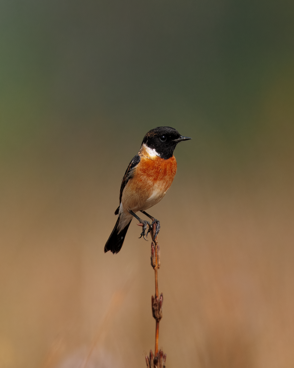 bramborníček sibiřský - ML647833471