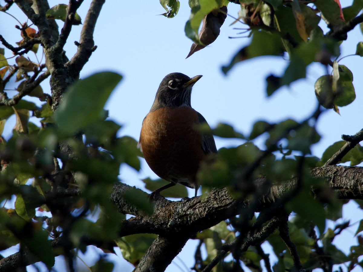 Wanderdrossel - ML647833481