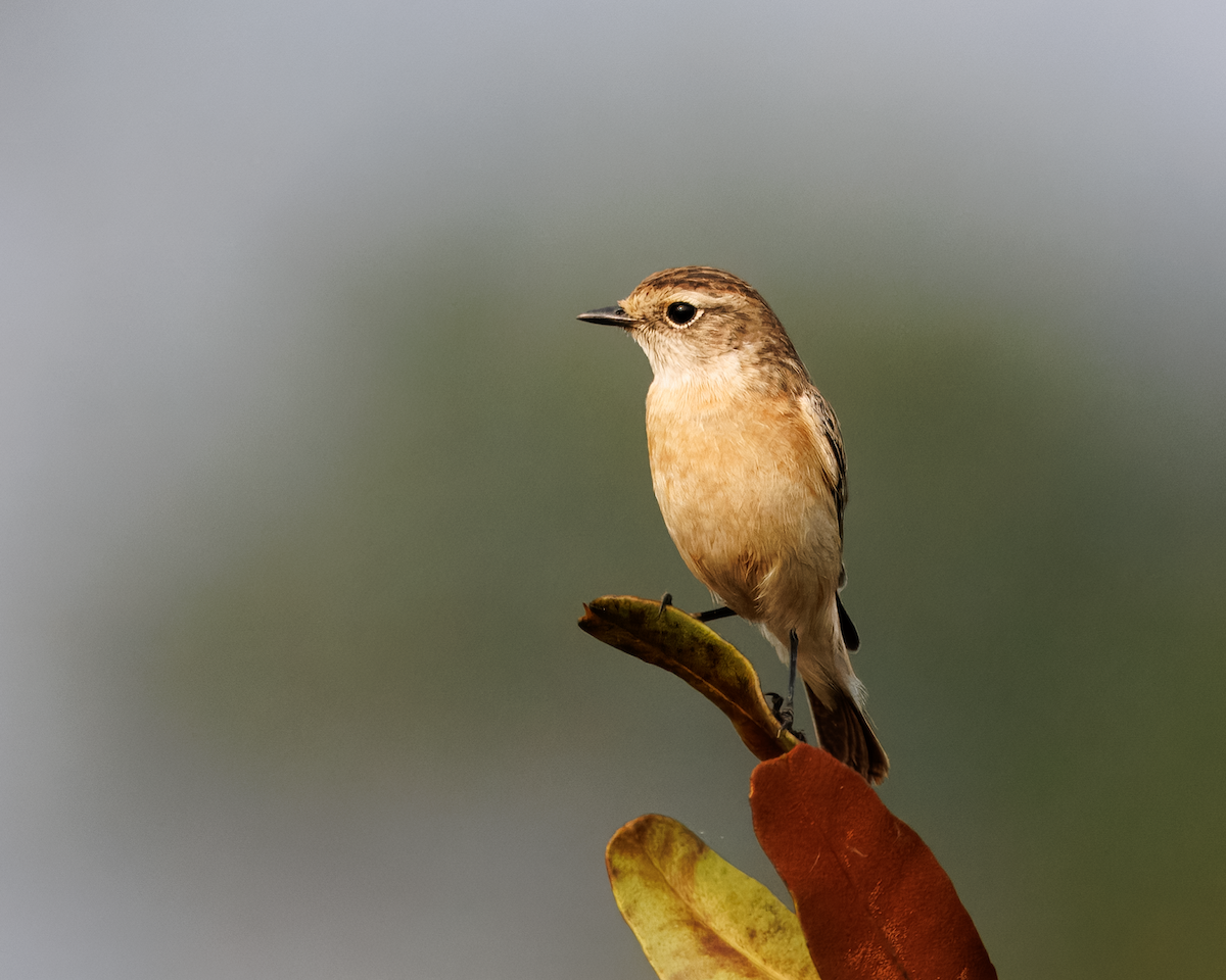 bramborníček sibiřský - ML647833482