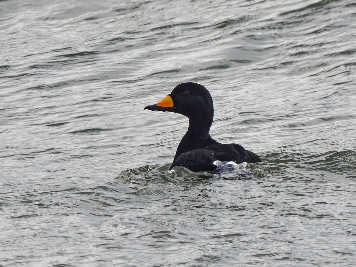 Американская синьга - ML647833489