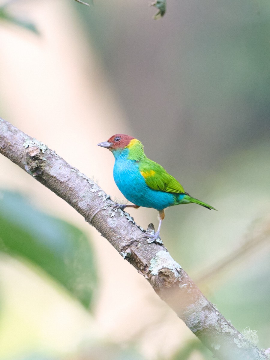 Calliste rouverdin (groupe albertinae) - ML647833515