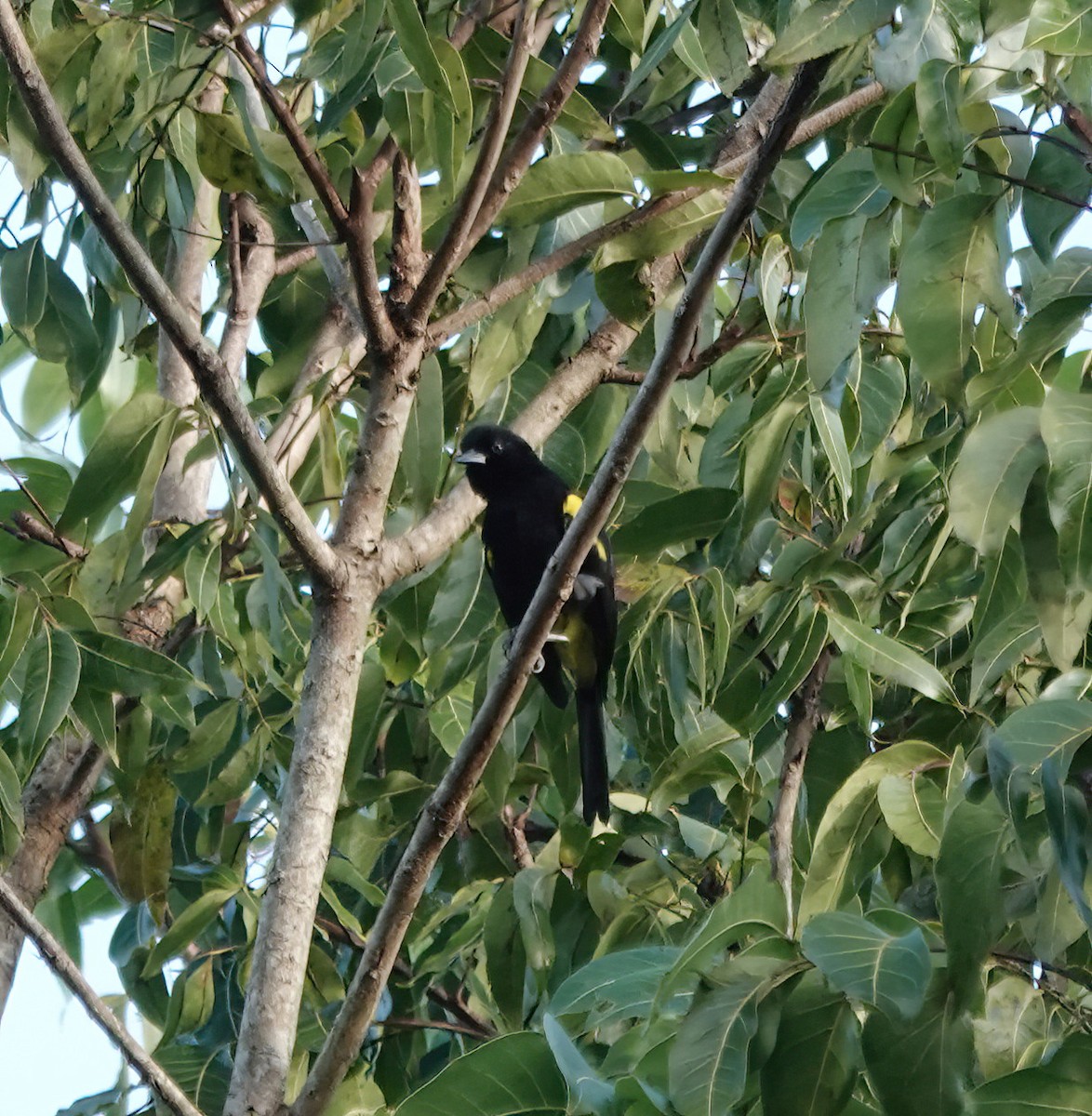 Porto Riko Turpiyali - ML647833518