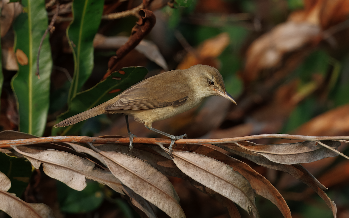 קנית אפריקנית - ML647833520