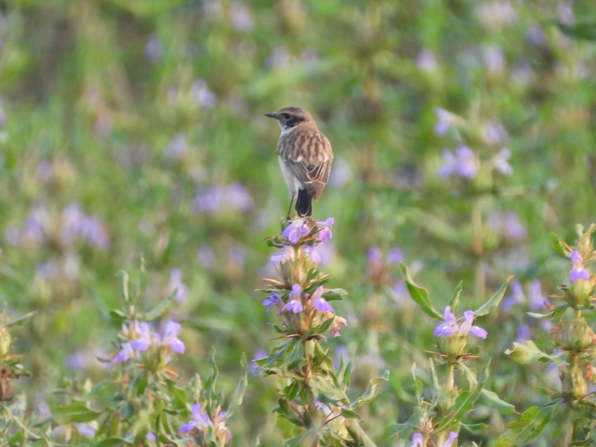 bramborníček sibiřský - ML647833521