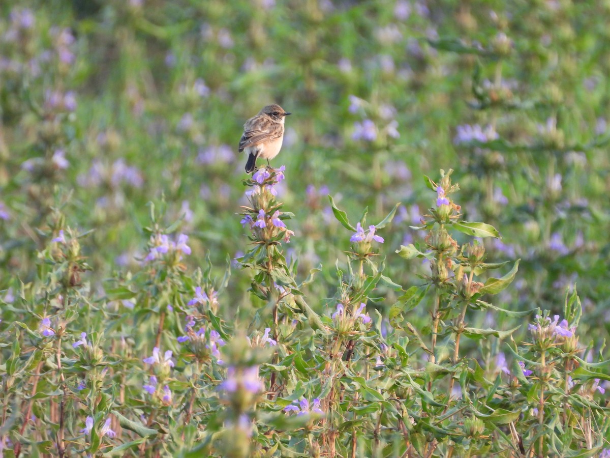 bramborníček sibiřský - ML647833522