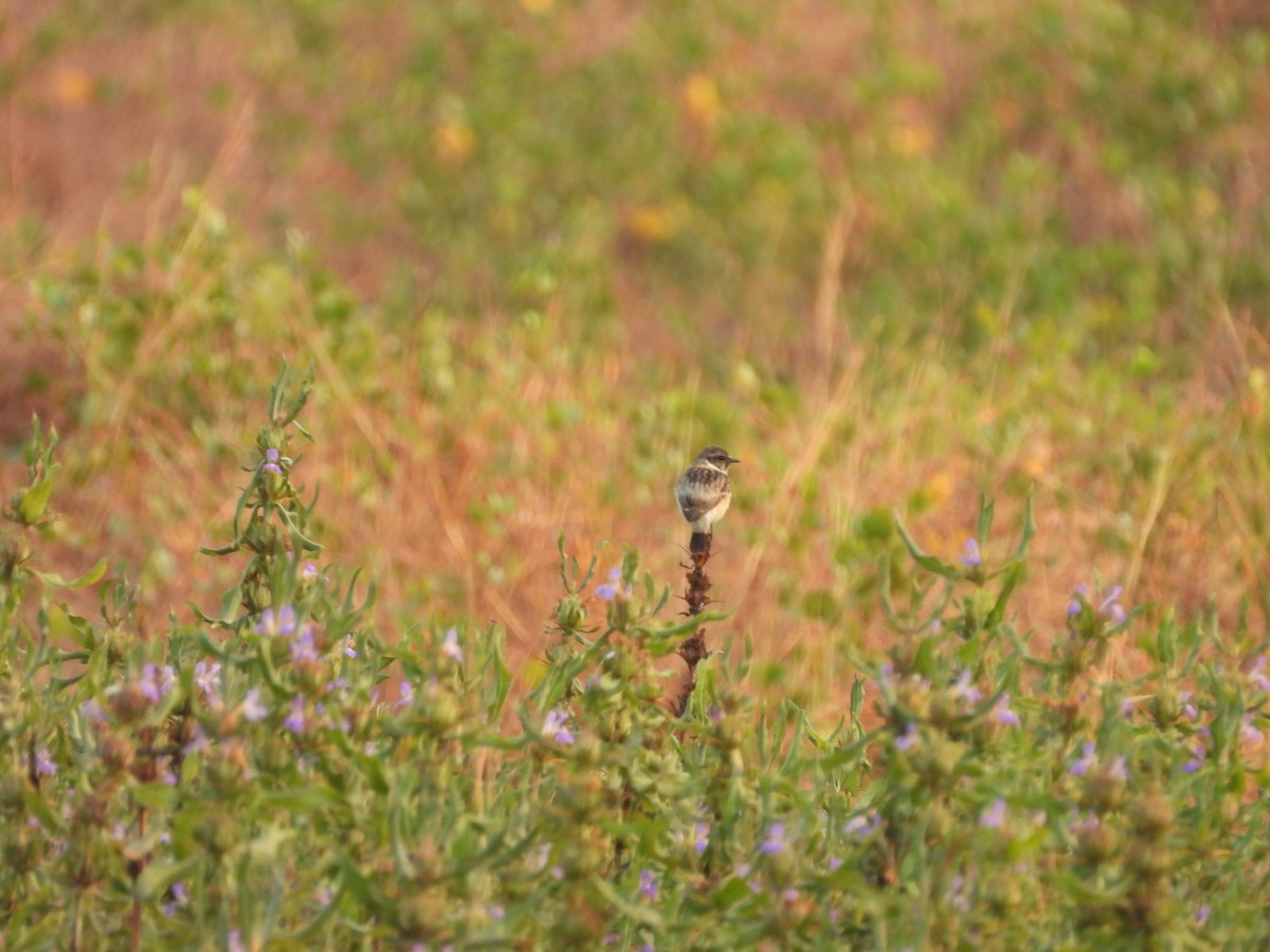 bramborníček sibiřský - ML647833527