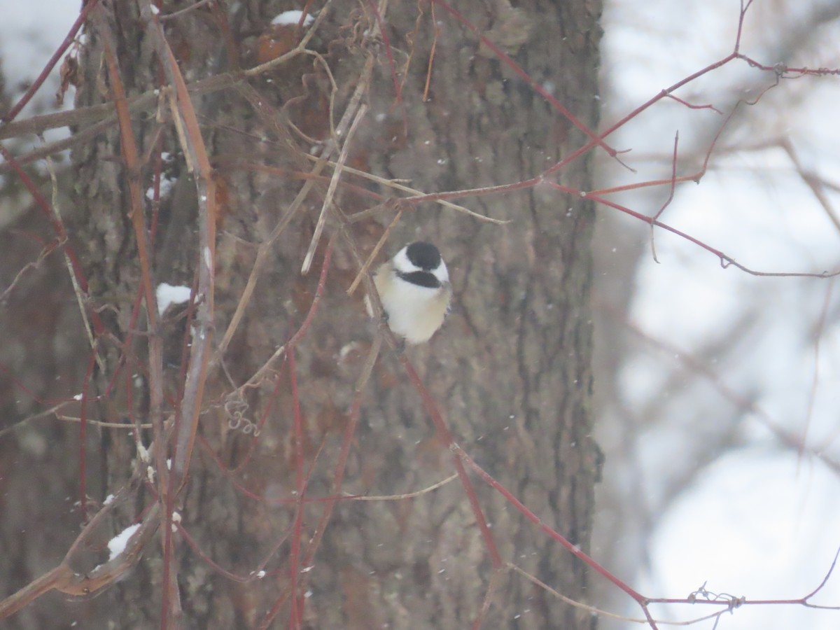 Black-capped Chickadee - ML647833528
