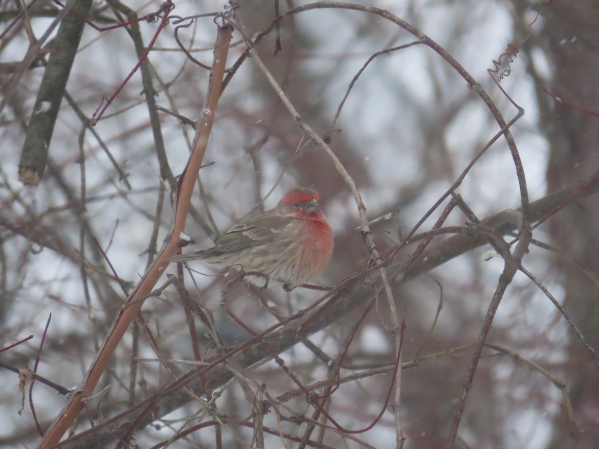 House Finch - ML647833536