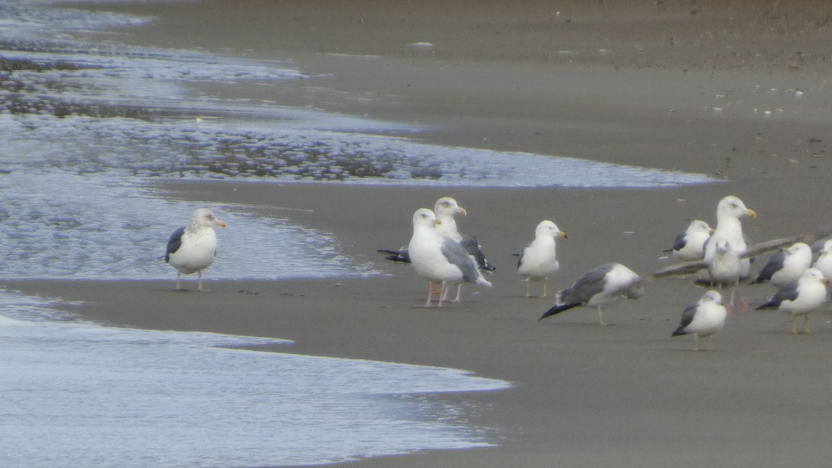 Мартин азійський - ML647833542