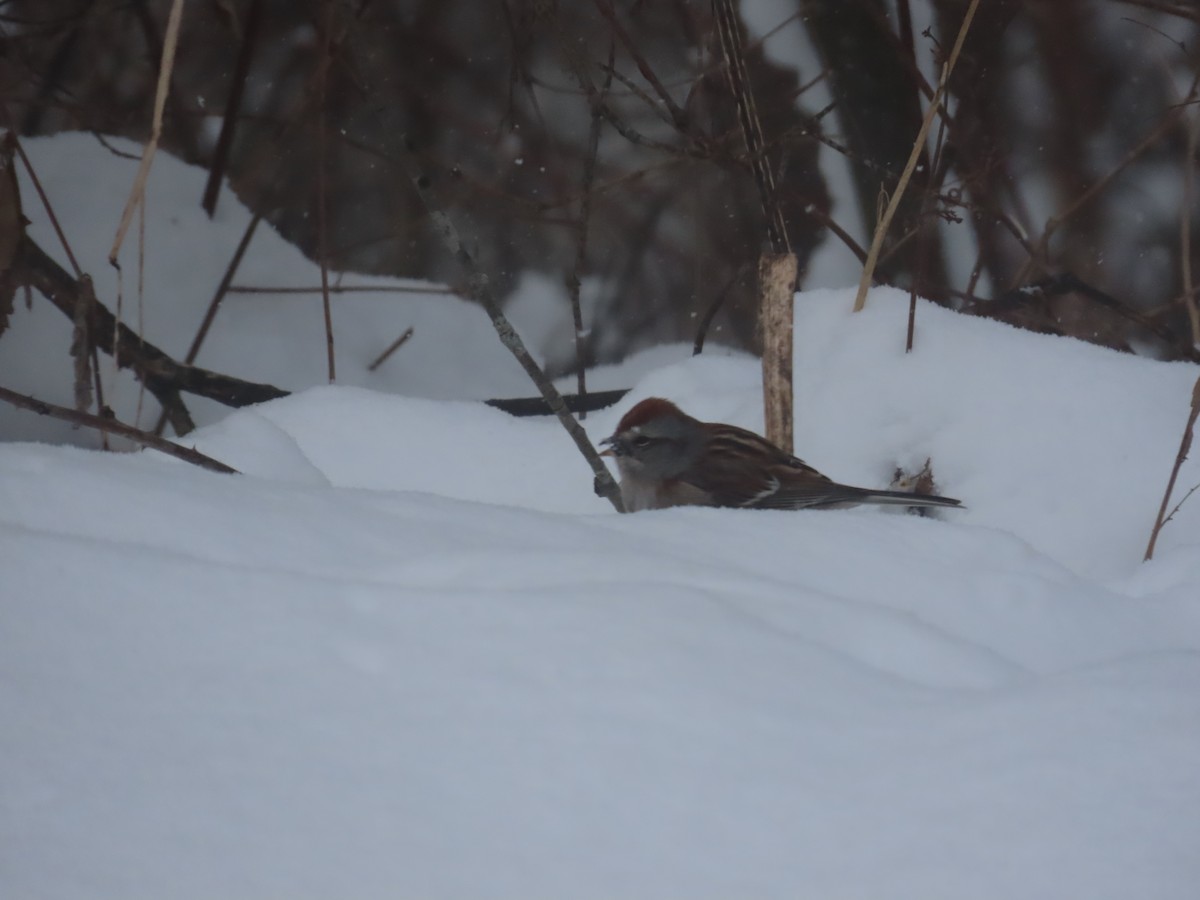 American Tree Sparrow - ML647833548