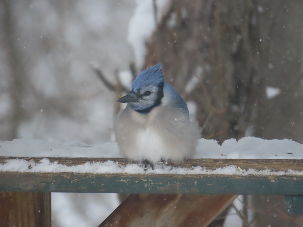 Blue Jay - ML647833575