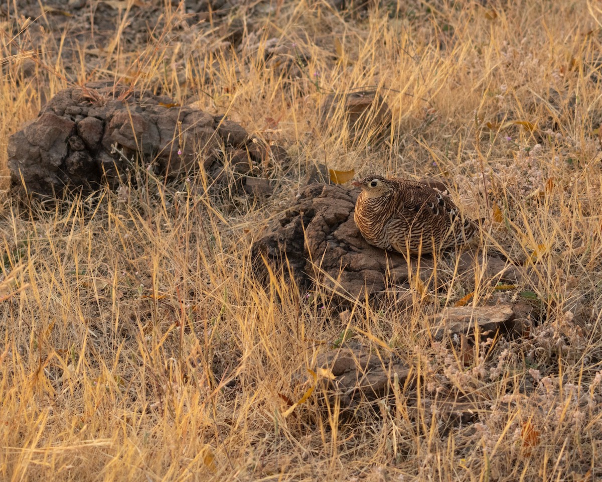 Ganga indiarra - ML647833578