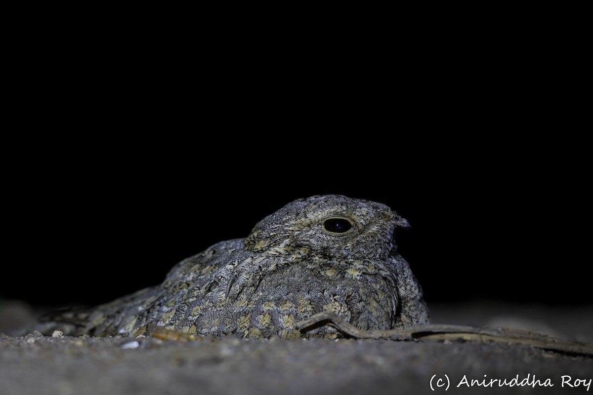 Sykes's Nightjar - ML647833579