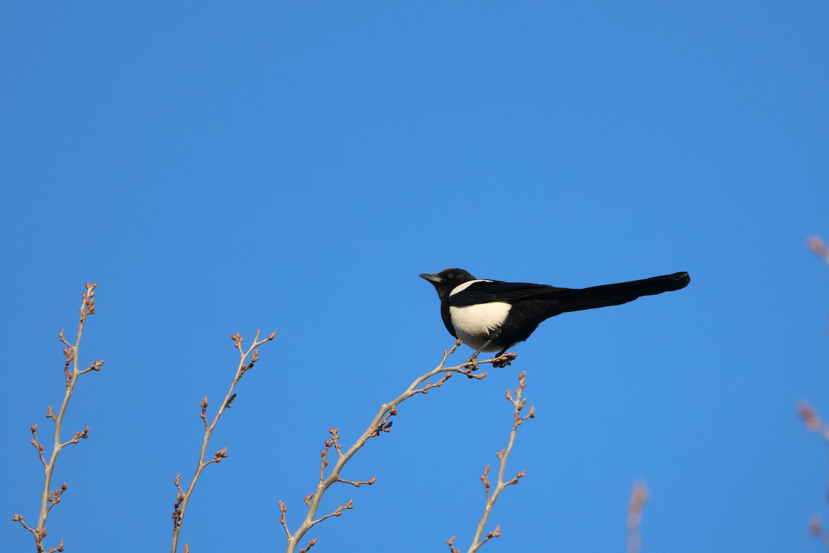 Mika ekialdetarra - ML647833582