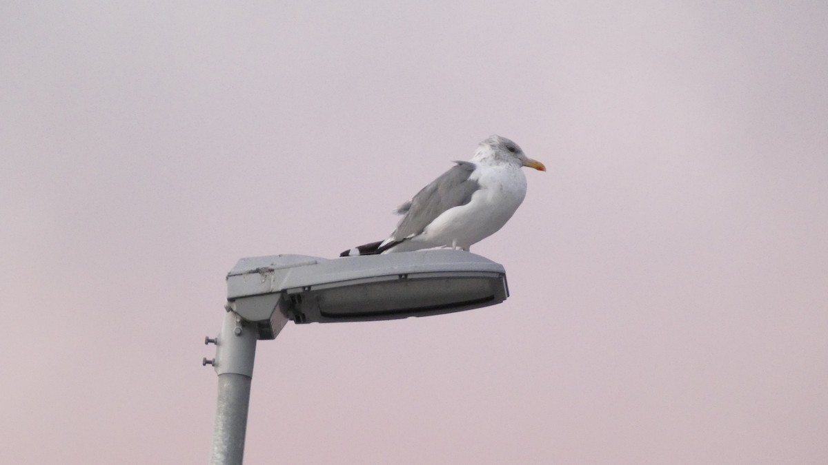 Lesser Black-backed Gull (taimyrensis) - ML647833583