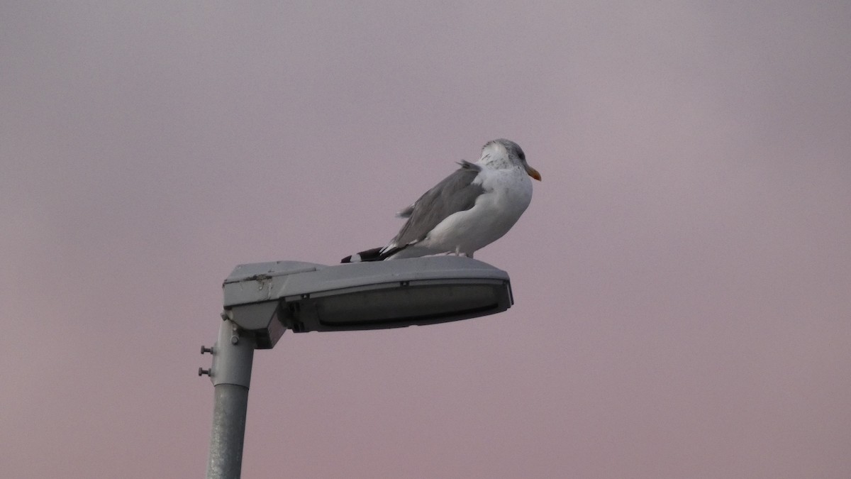 Lesser Black-backed Gull (taimyrensis) - ML647833584