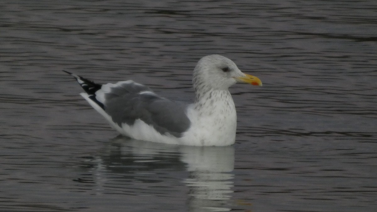 Lesser Black-backed Gull (taimyrensis) - ML647833585