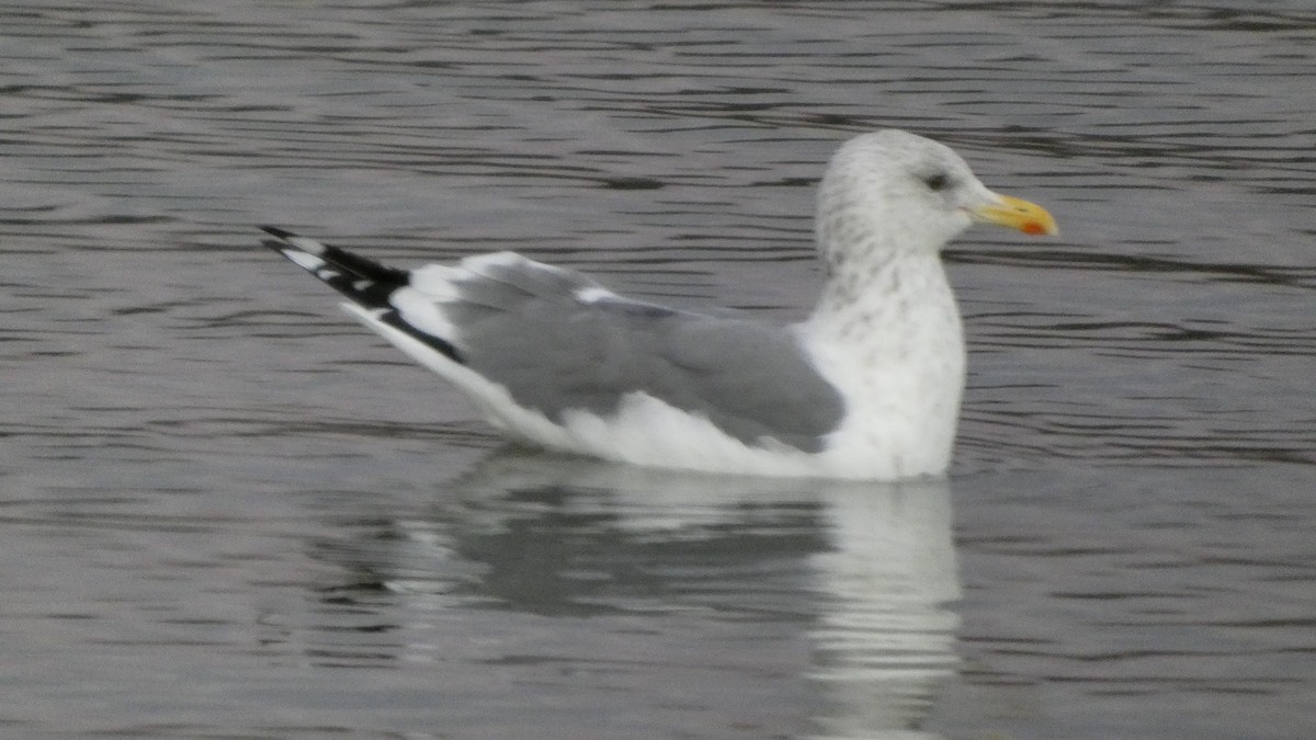 Lesser Black-backed Gull (taimyrensis) - ML647833586