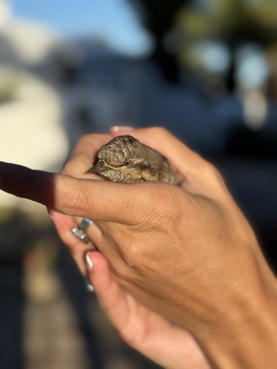 Lepitzulia - ML647833590