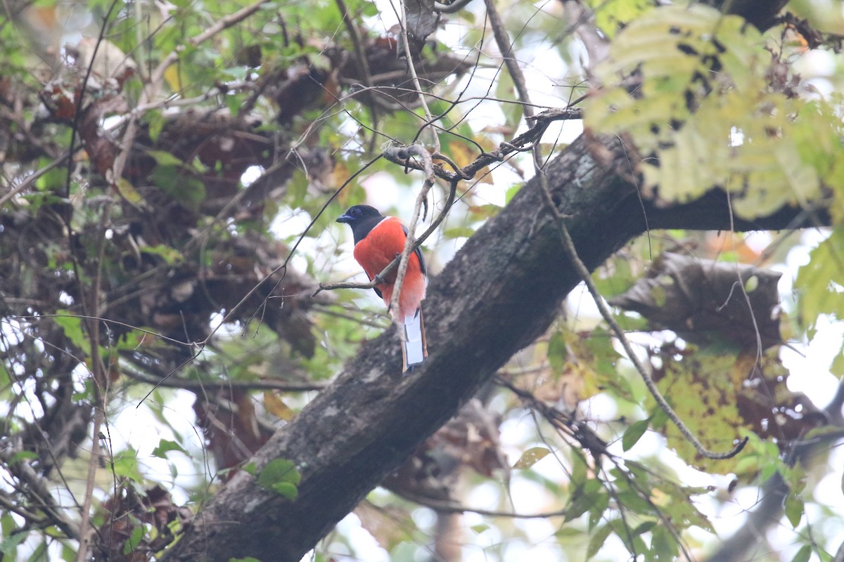 Malabar Trogon - ML647833591