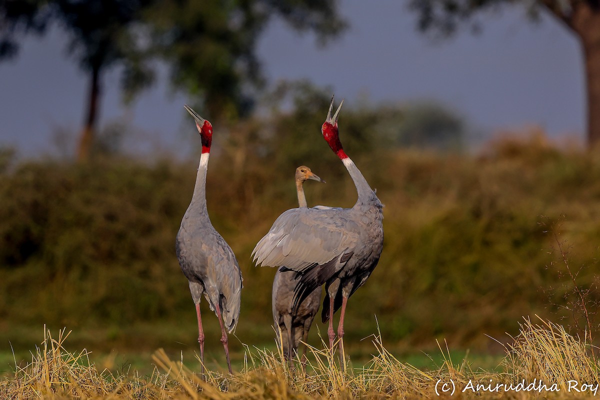 Sarus kurriloa - ML647833592