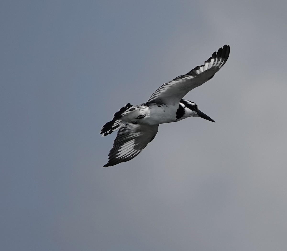 Pied Kingfisher - ML647833593