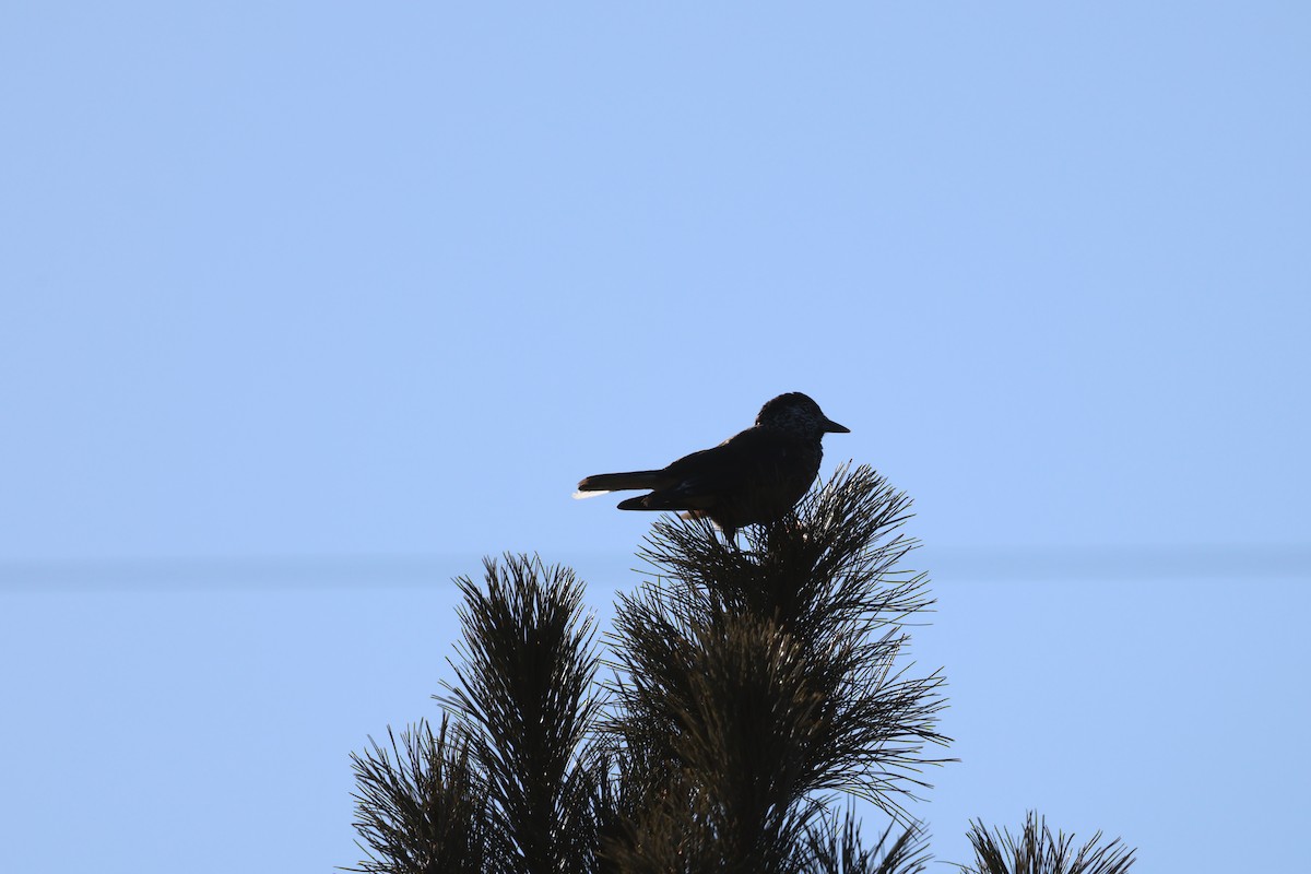 Southern Nutcracker - ML647833594