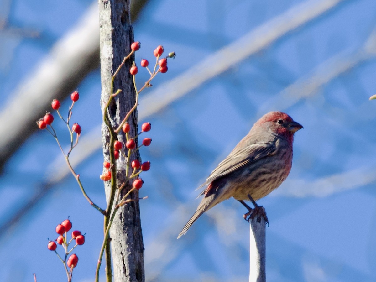 Burugorri arrunta - ML647833595