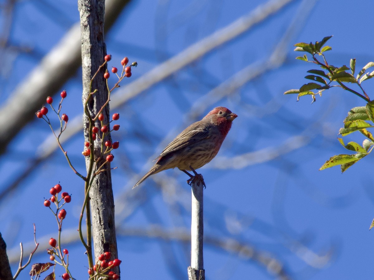 Burugorri arrunta - ML647833596