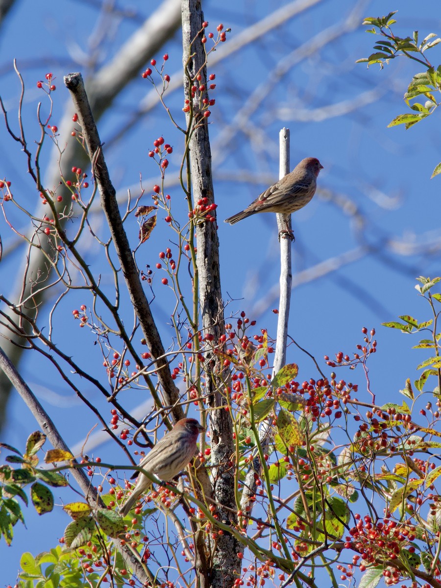 Burugorri arrunta - ML647833597