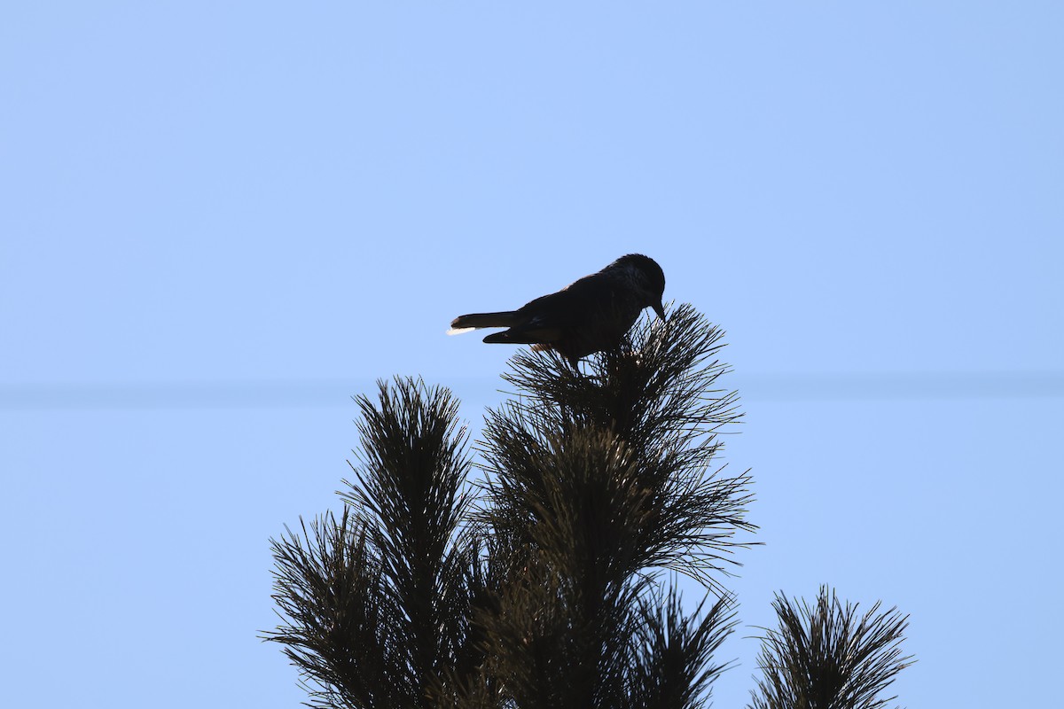 Southern Nutcracker - ML647833599