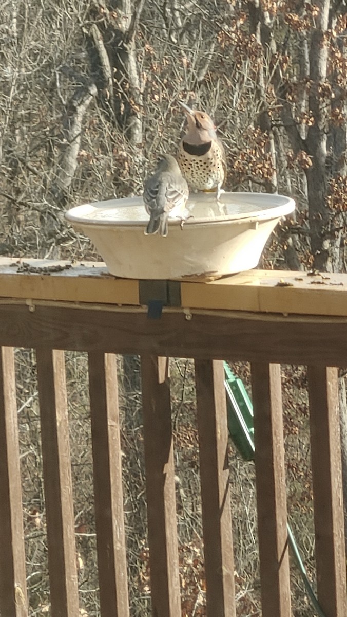 Northern Flicker - ML647833601