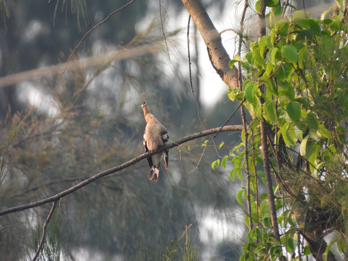 Argi-oilar arrunta - ML647833602