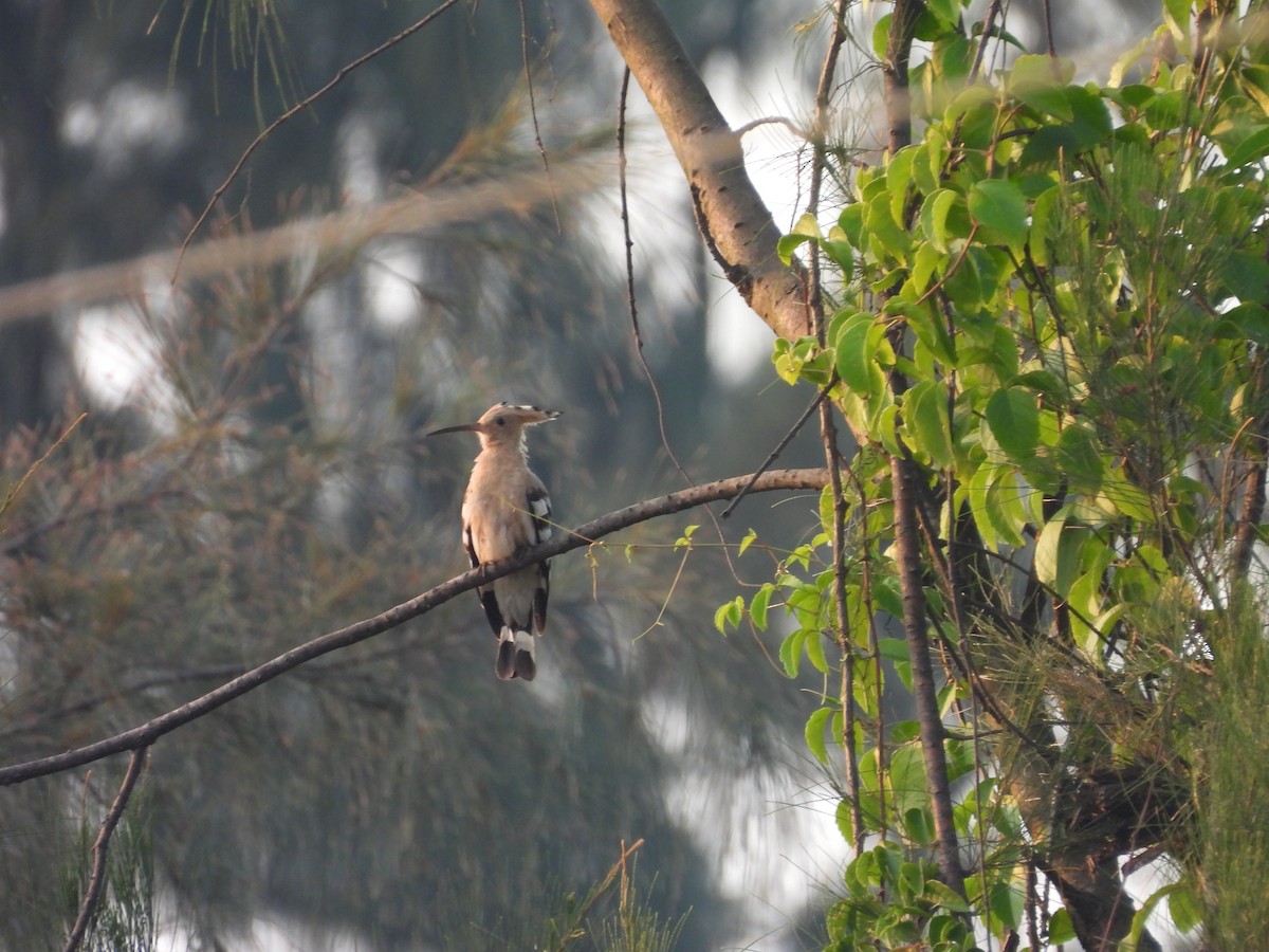 Argi-oilar arrunta - ML647833603