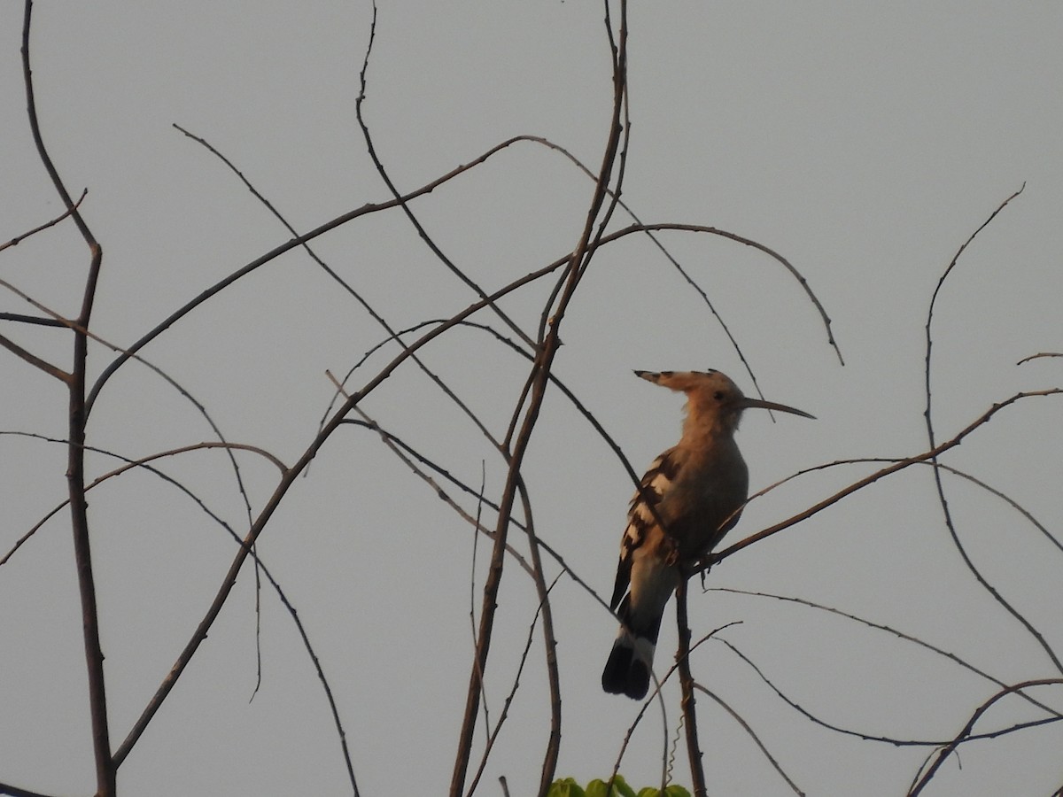 Argi-oilar arrunta - ML647833604