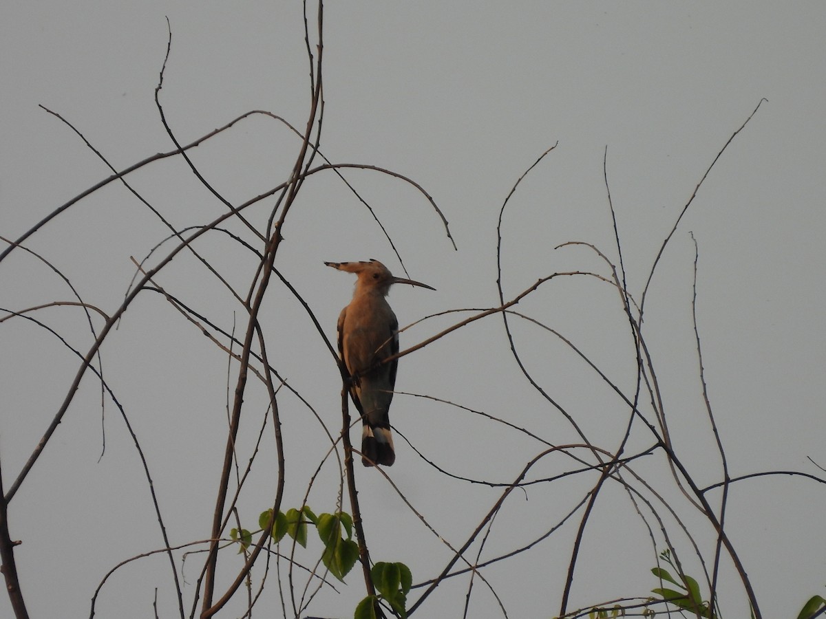 Argi-oilar arrunta - ML647833605