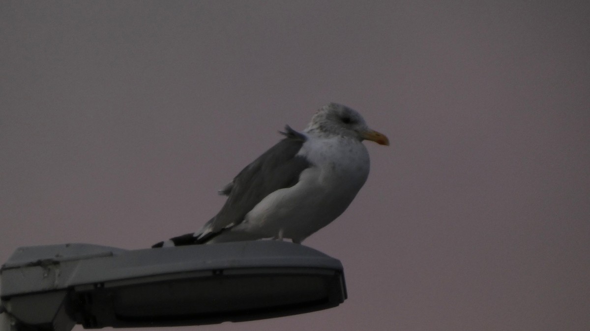 Lesser Black-backed Gull (taimyrensis) - ML647833606