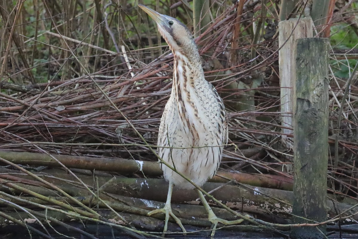 Txori zezen arrunta - ML647833608