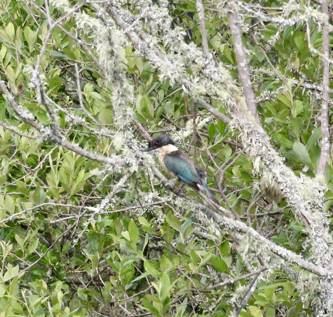 Sacred Kingfisher (New Zealand) - ML647833613