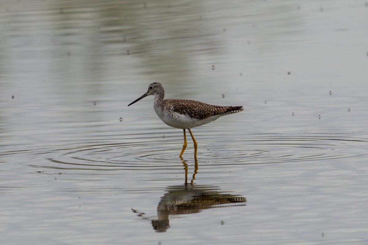 Kuliska hankahori handia - ML647833615